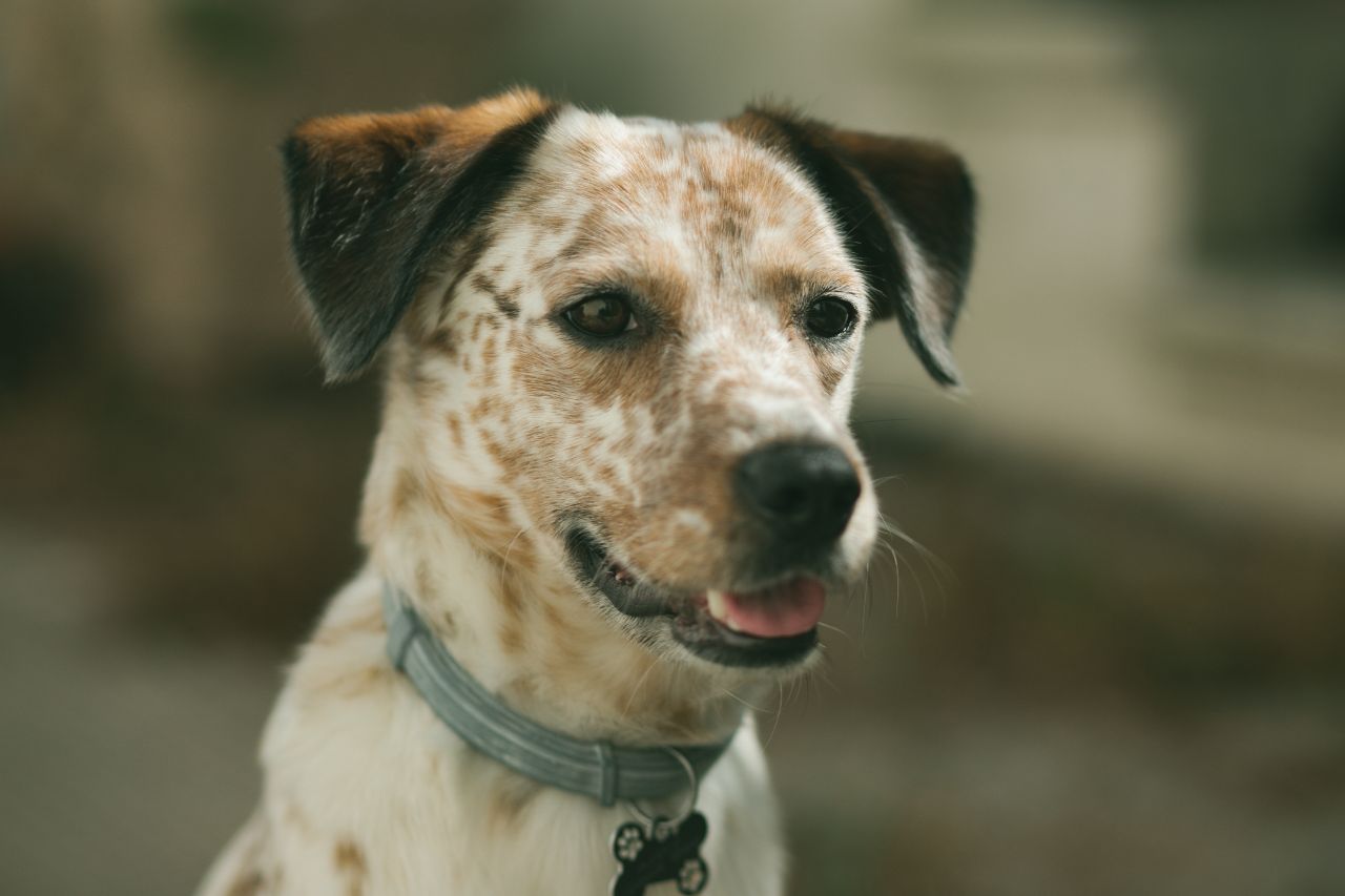 Astro