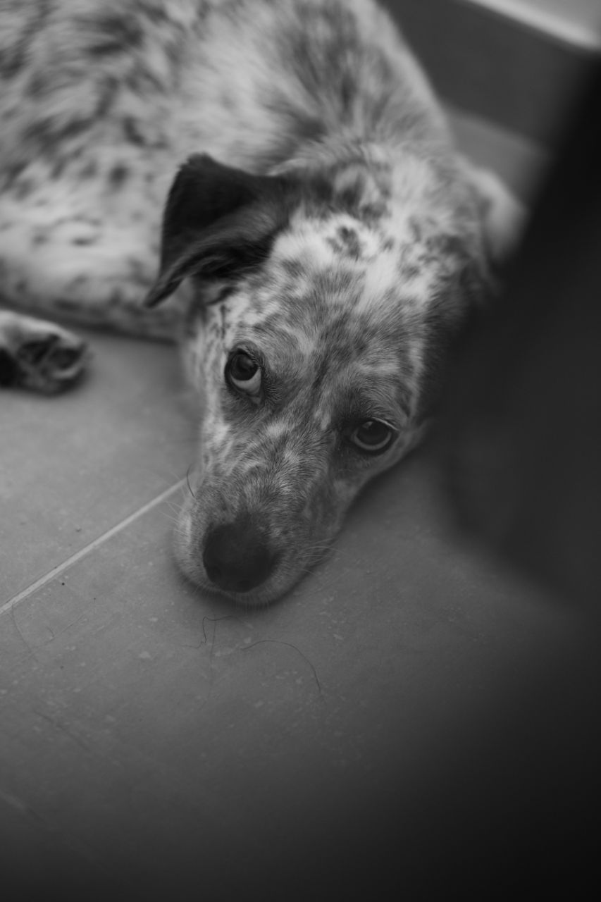 Astro